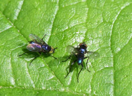 Réf. 343 301 : Chrysotus sp.